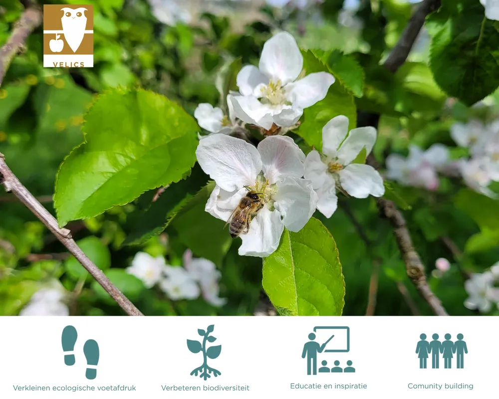 Bij op bloesem in Voedselbos Velics
