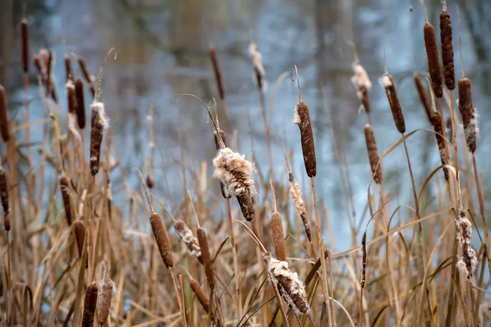 Riet in vijver
