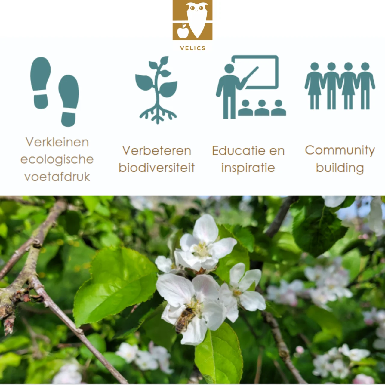 Velics afmeting website (1)